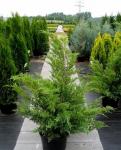 Juniperus chinensis VASE