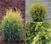 Juniperus communis GOLD CONE