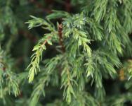 Juniperus communis HIBERNICA Boróka