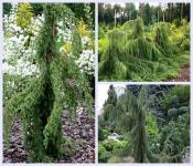 Juniperus communis HORSTMANN - Csüngő boróka