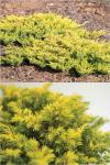 Juniperus conferta ALL GOLD