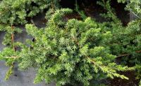 Juniperus conferta BLUE PACIFIC