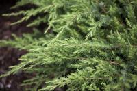 Juniperus conferta Slagger 