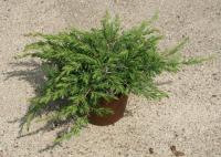 Juniperus conferta Slagger 
