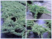 Juniperus Horizontalis Blue Chip