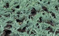 Juniperus Horizontalis Blue Chip