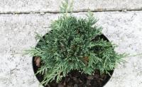 Juniperus Horizontalis Glauca