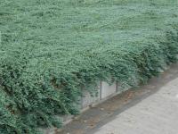 Juniperus Horizontalis Glauca