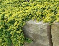 Juniperus Horizontalis Golden Carpet