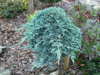 Juniperus horizontalis ICEE BLUE