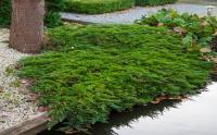 Juniperus horizontalis PRINCE OF WALES