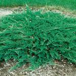 Juniperus horizontalis PRINCE OF WALES