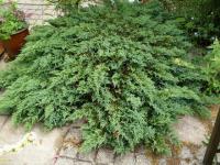 Juniperus horizontalis PROSTRATA