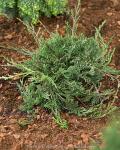 Juniperus horizontalis PROSTRATA