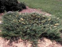 Juniperus horizontalis VARIEGATA