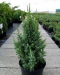 Juniperus pingii LODERI