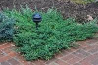 Juniperus Procumbens Avasi