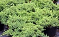 Juniperus Procumbens Bonin Isles