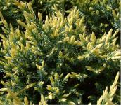 Juniperus procumbens HOLGER