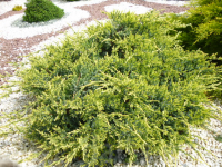 Juniperus procumbens HOLGER