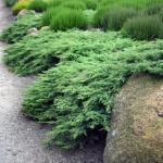 Juniperus sabina ROCKERY GEM 