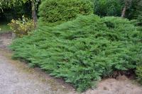 Juniperus sabina TAMARISCIFOLIA