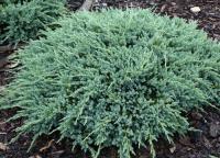 Juniperus squamata BLUE CARPET    