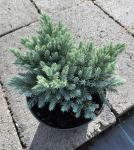 Juniperus Squamata Blue star