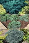 Juniperus Squamata Blue star