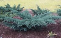 Juniperus virginiana GREY OWL