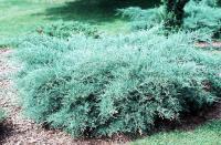 Juniperus virginiana GREY OWL