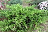Juniperus x pfitzeriana OLD GOLD