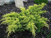 Juniperus x pfitzeriana DIERKS GOLD