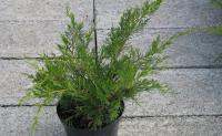 Juniperus x pfitzeriana Mint Julep