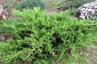 Juniperus x pfitzeriana Mint Julep