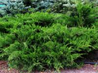 Juniperus x pfitzeriana Mint Julep