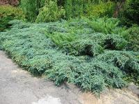 Juniperus x pfitz. Pfitzeriana compacta