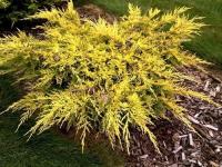 Juniperus x pfitzeriana Saybrook gold