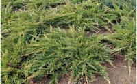 Juniperus x pfitzeriana MORDIGAN AUREA