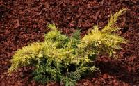 Juniperus x pfitzeriana Saybrook gold