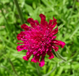 Knautia macedonica - Macedon varfű