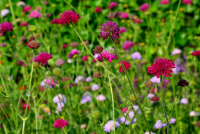 Knautia macedonica - Macedon varfű