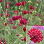 Knautia macedonica - Macedon varfű