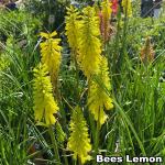 Kniphofia uvaria - Fürtös fáklyaliliom