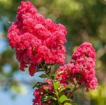 Lagerstroemia indica - Kínai selyemmirtusz 'Enduring Red'