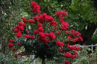 Lagerstroemia indica - Kínai selyemmirtusz 'Enduring Red'