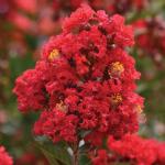Lagerstroemia indica - Kínai selyemmirtusz 'Enduring Red'