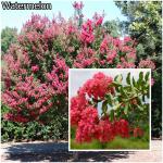 Lagerstroemia indica - Kínai selyemmirtusz fajták