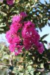 Lagerstroemia indica - Kínai selyemmirtusz fajták