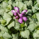 Lamium maculatum - Foltos árvacsalán